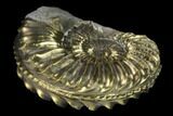 Pyritized (Pleuroceras) Ammonite Fossil - Germany #131127-1